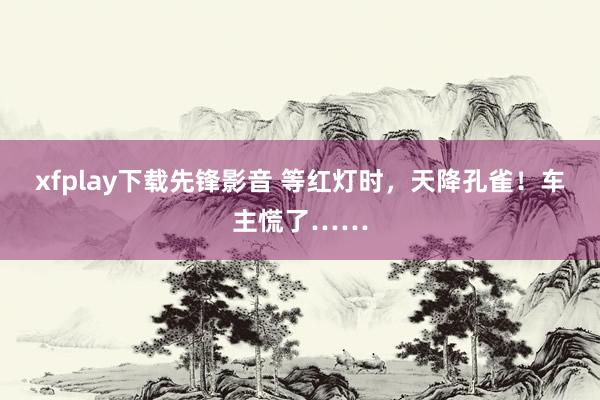 xfplay下载先锋影音 等红灯时，天降孔雀！车主慌了……