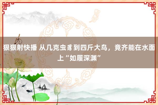 狠狠射快播 从几克虫豸到四斤大鸟，竟齐能在水面上“如履深渊”